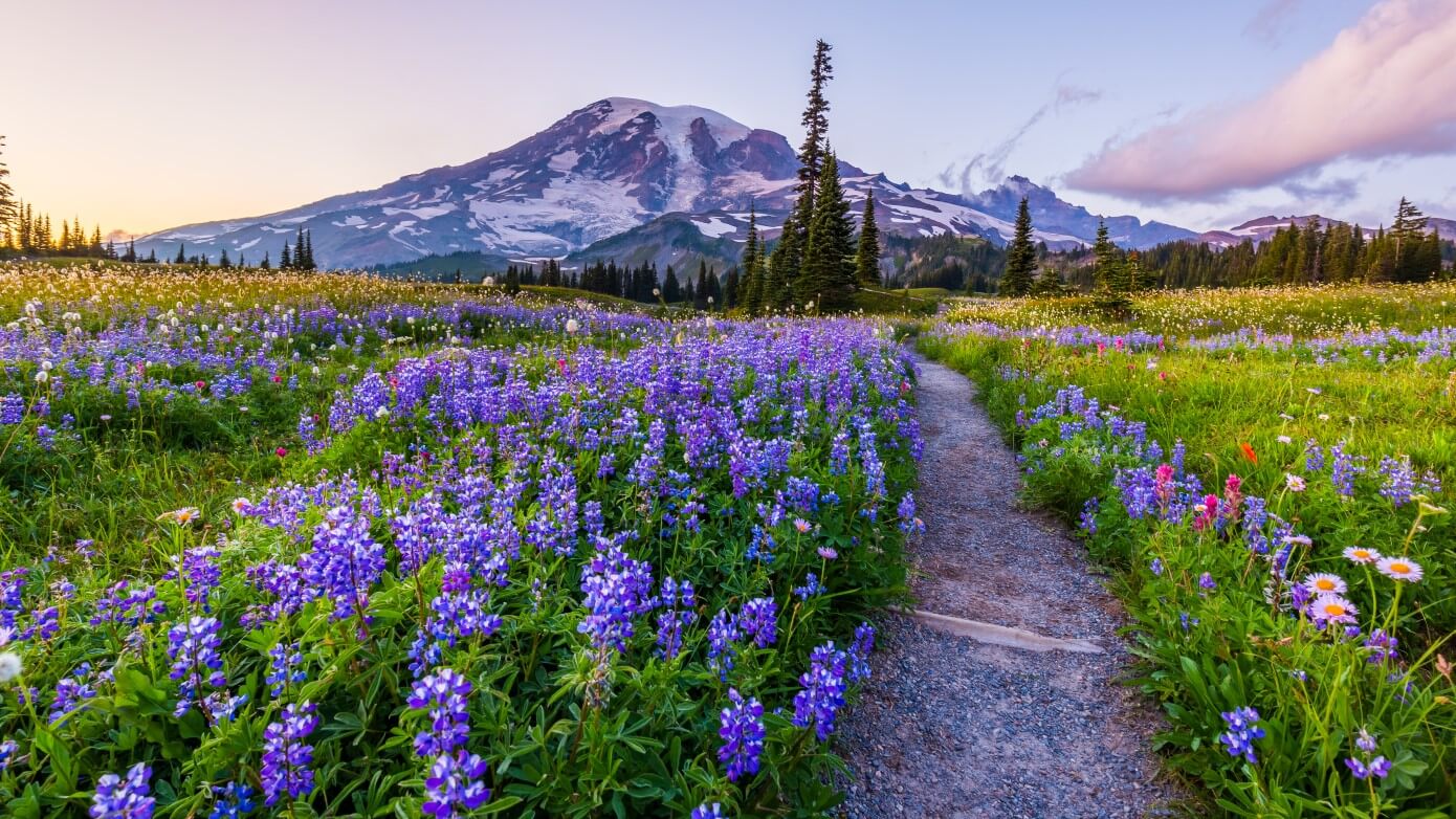 Seattle Hiking Hiking to Mount Rainier on sunrise